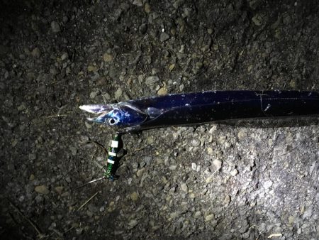 釣れ続く太刀魚